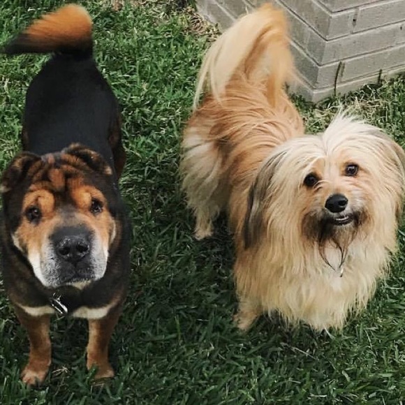 Meet your Posher, Mandy - Picture 1 of 1